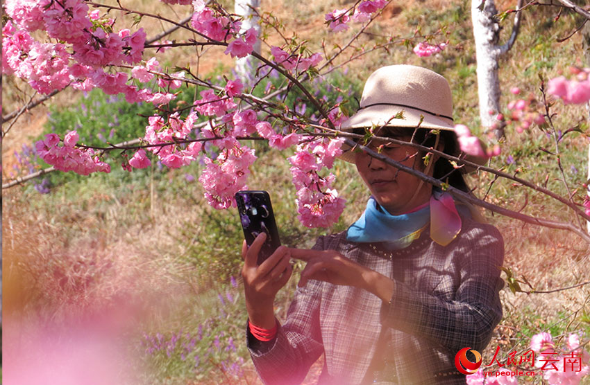 每逢樱花季，樱花谷吸引众多游人前来“打卡”。人民网记者 刘怡摄