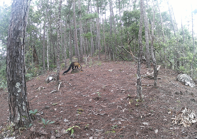 【2】红外相机监测到的黄喉貂。视频截图