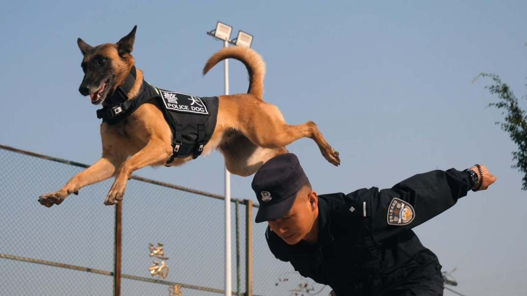 图为警犬“鹰空”在训导员带领下开展训练。