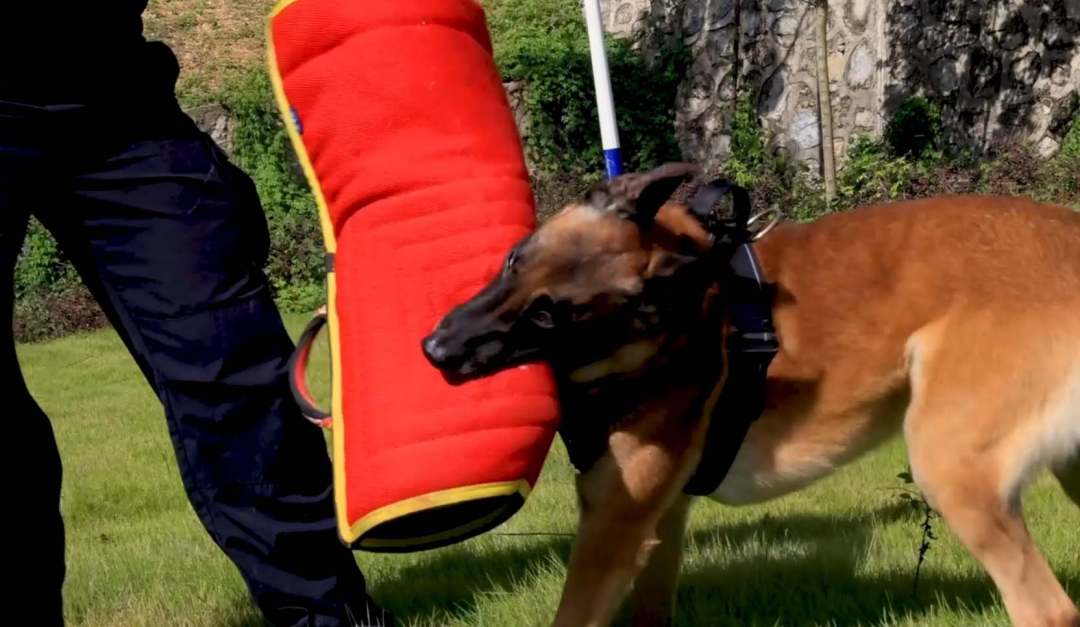 图为警犬“云胜”在训导员的带领下开展训练。