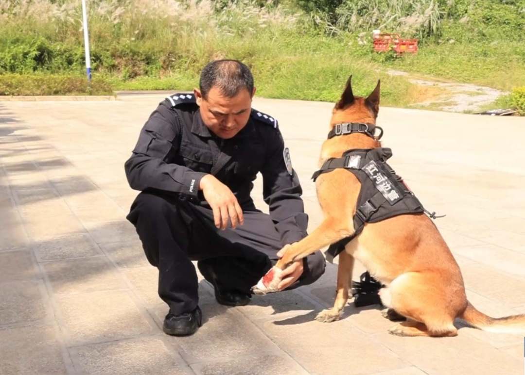 图为训导员正在检查警犬“云胜”的伤势。