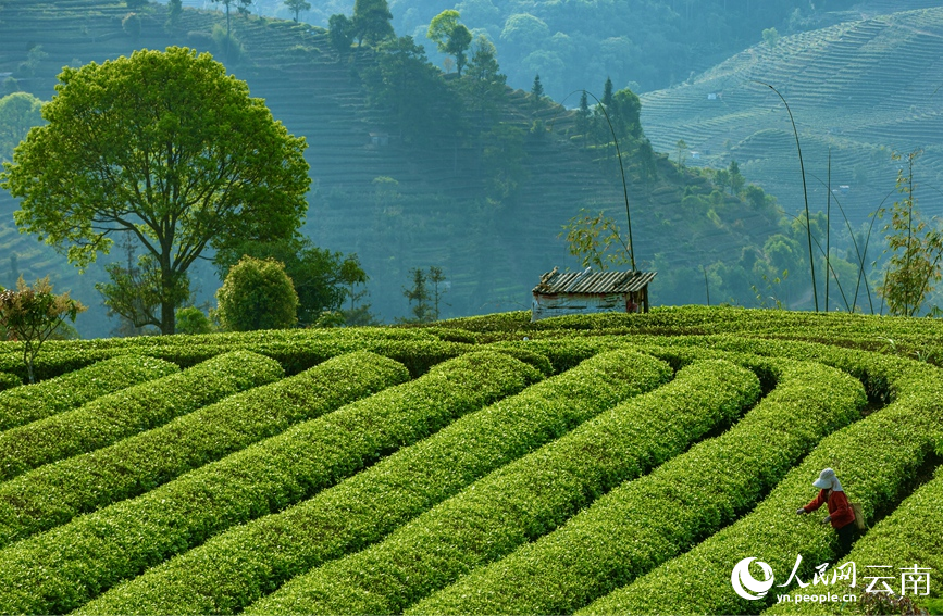 云南省普洱市思茅区倚象镇茶园内，茶农正在采摘明前茶。张鹏飞摄