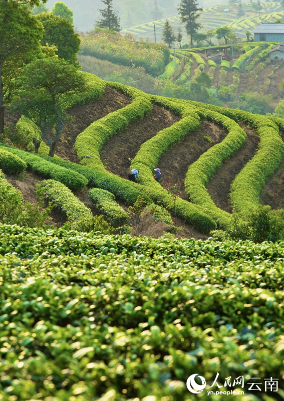 云南省普洱市思茅区倚象镇茶园内，茶农正在采摘明前茶。张鹏飞摄
