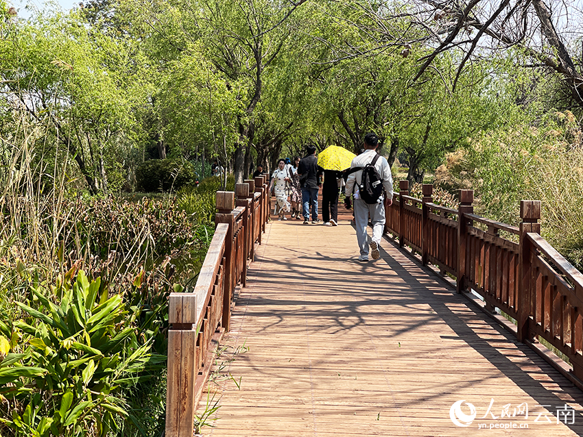 圖為在昆明寶豐濕地公園游覽的游人。人民網記者 程浩攝