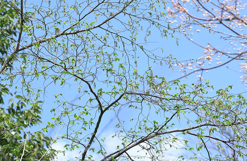 昆明植物園引種的天目鐵木首次開花。中國科學院昆明植物研究所供圖