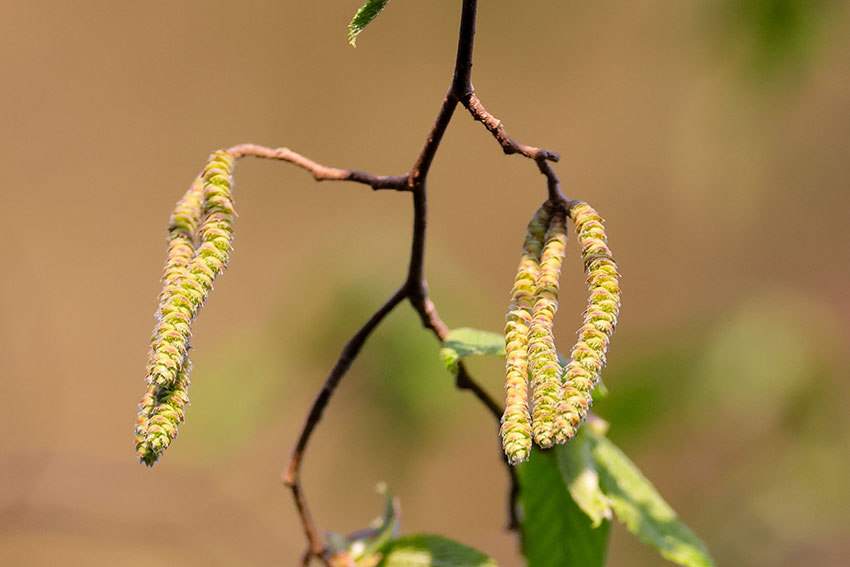 昆明植物园引种的天目铁木首次开花。中国科学院昆明植物研究所供图