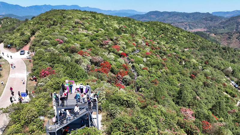 万亩高山杜鹃花海。李丽摄