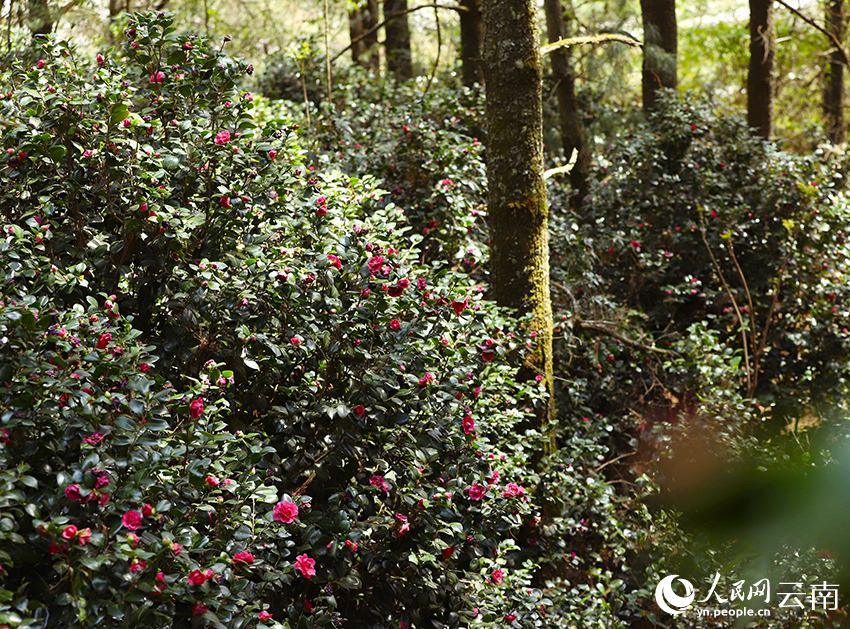 【圖1】西山區發展林下經濟，森林之中開滿茶花。人民網-尹馨攝