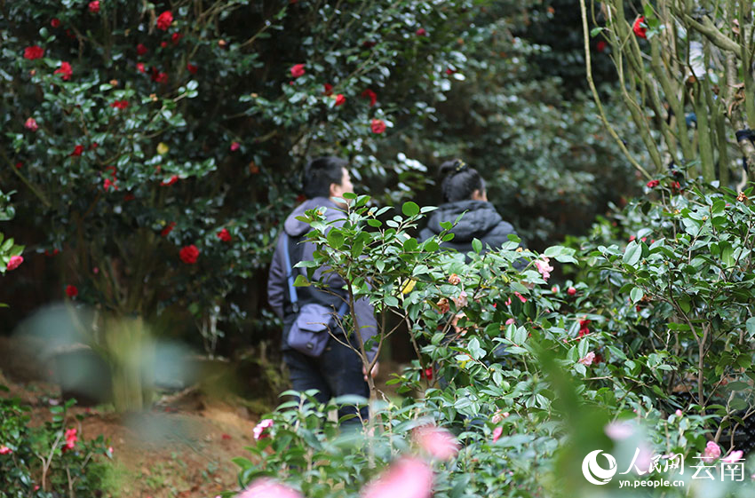 游客在卧云山世界名贵茶花林下种植示范基地里观赏茶花。人民网 尹馨摄