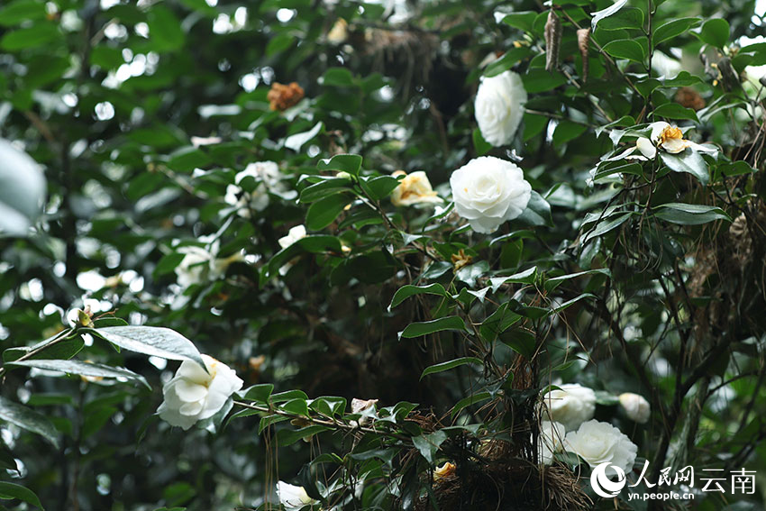 白色茶花有别样的美感。人民网 尹馨摄