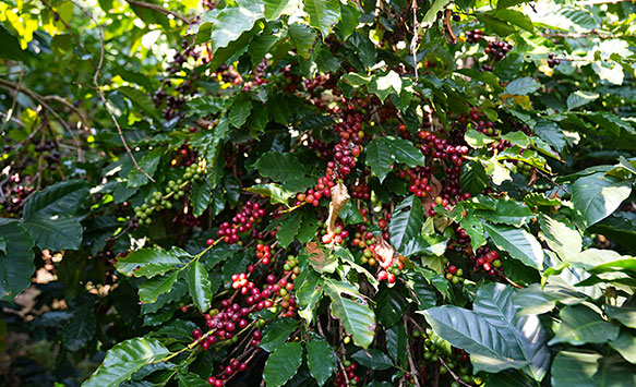 干貨滿滿 雲南西盟開展咖啡鮮果採摘競賽