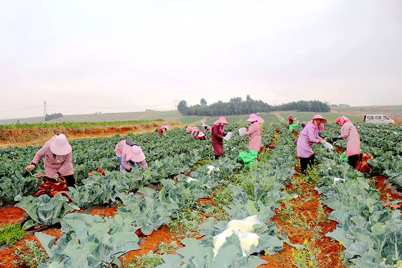 工人们正在采摘花菜---马瑛摄-(1)
