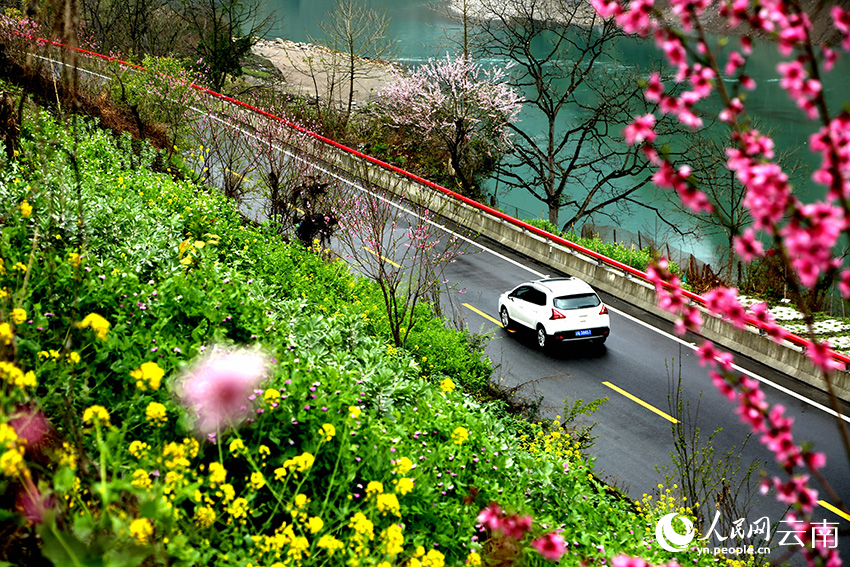 粉紅桃花、碧綠怒水映襯下的怒江美麗公路。郭子雄攝