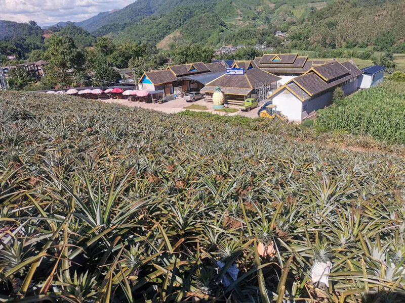那肖田村民小组的菠萝种植基地。景谷县融媒体中心供图