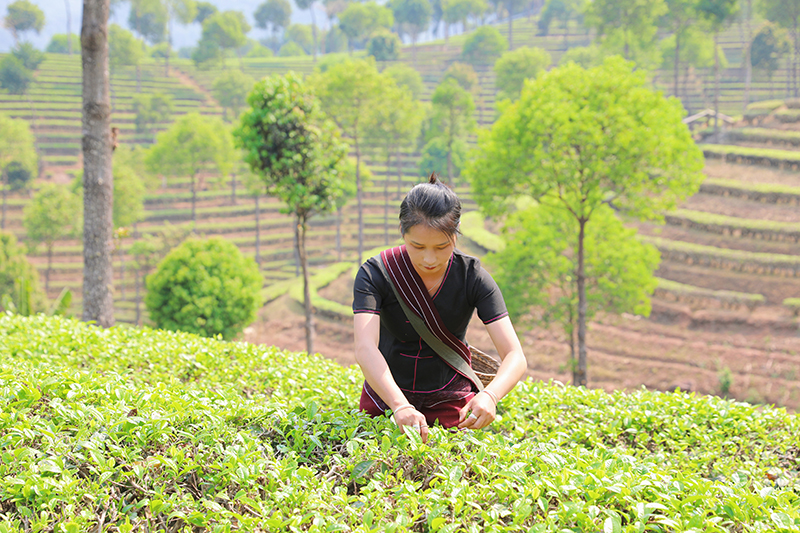 茶农正在采茶。岩三卡摄