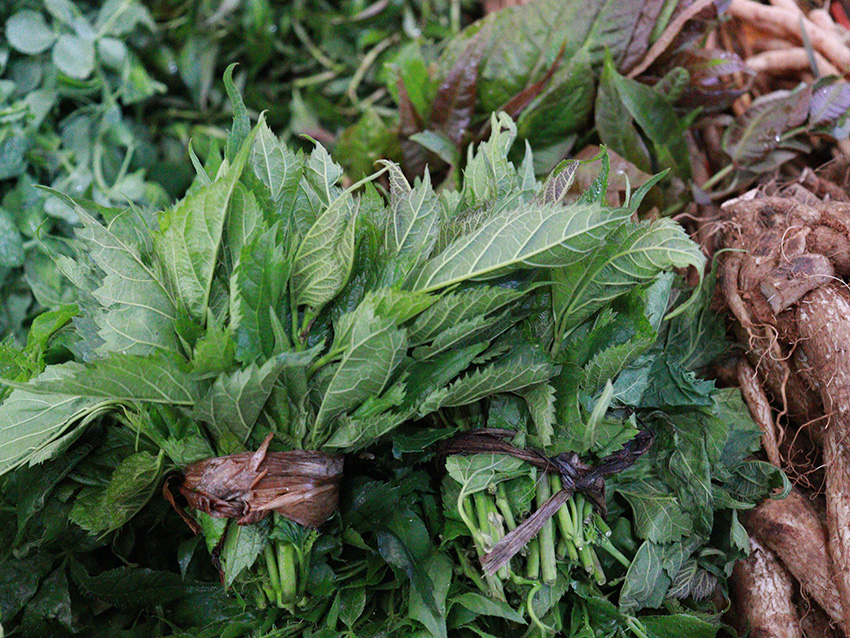 桑叶尖。许思蓉摄