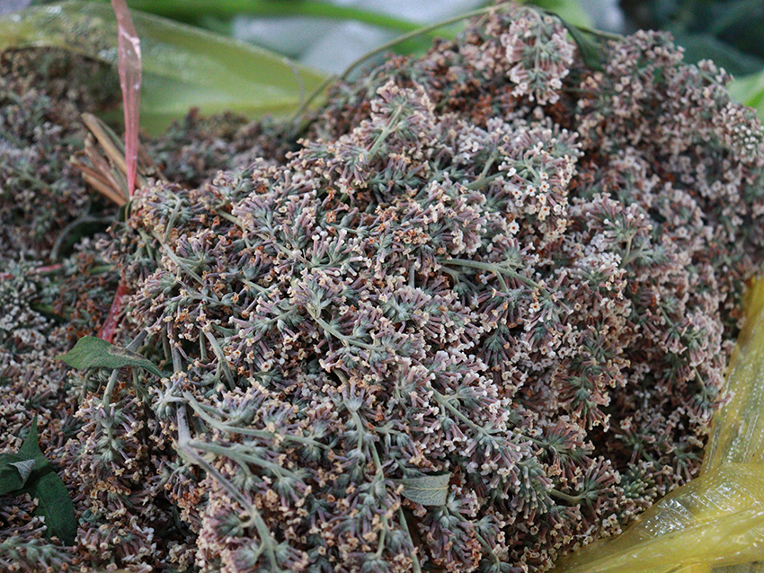 密蒙花。许思蓉摄