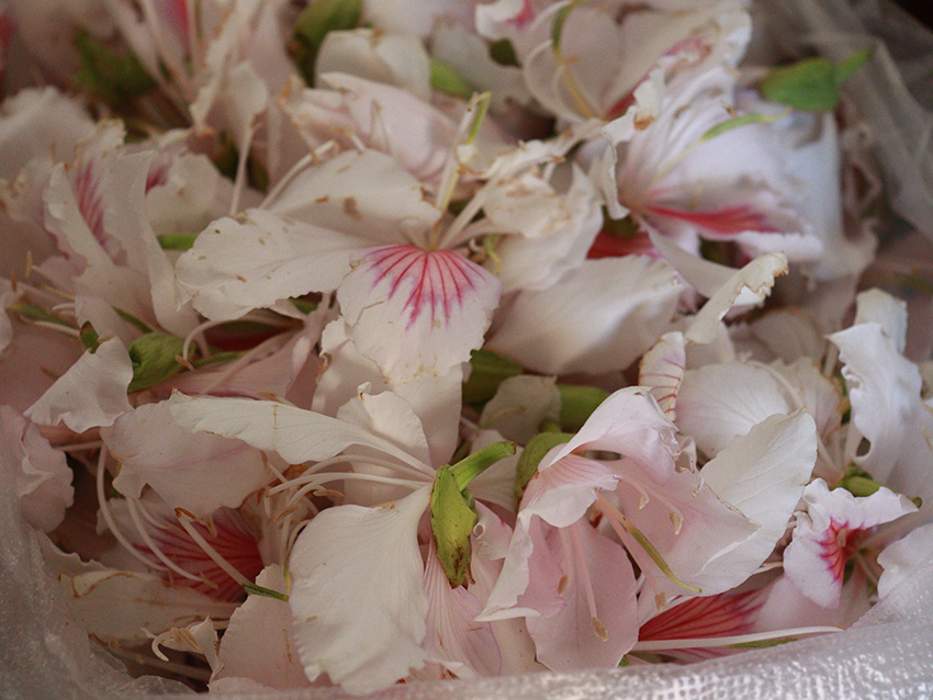 白花羊蹄甲。杨丽娜摄