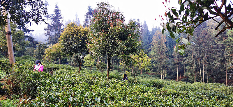 大关县的生态茶园。
