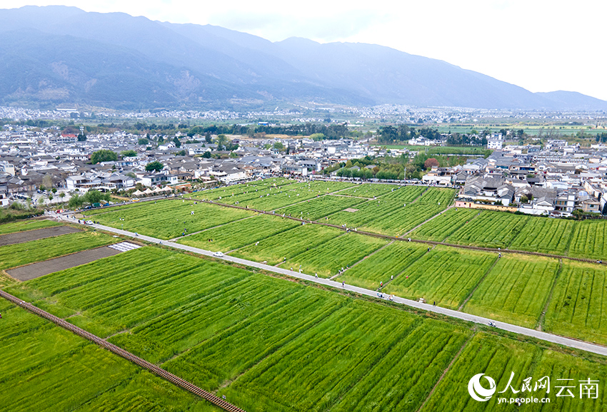 洱海之畔的麥田風景。人民網記者 符皓攝