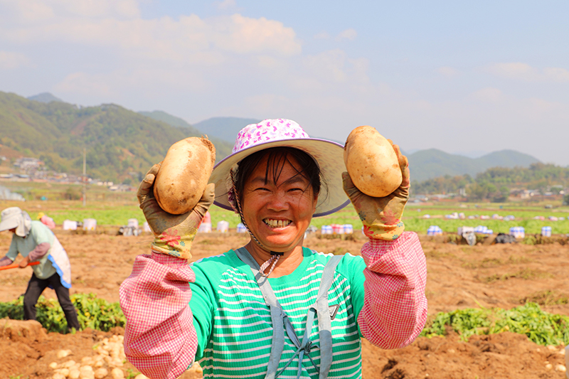 马铃薯迎来大丰收--景东县融媒体中心供图