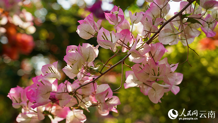 图为竞相怒放的三角梅。李悦摄
