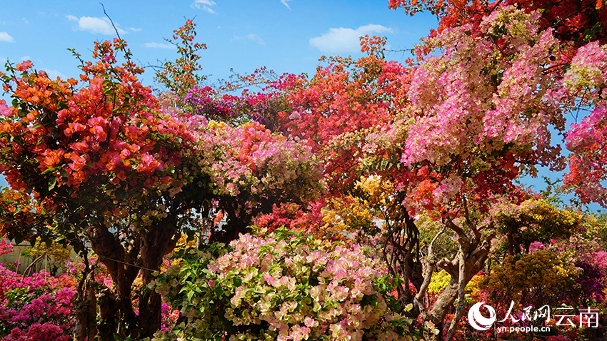 图为竞相怒放的三角梅。李悦摄