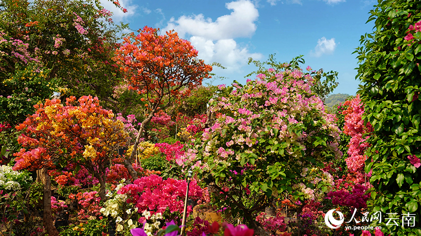 图为竞相怒放的三角梅。徐晓芳摄