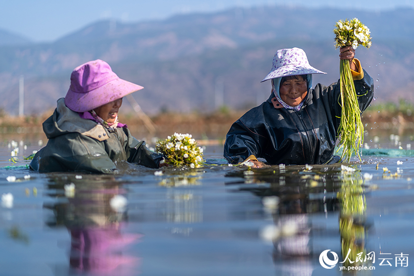 洱源縣右所鎮的農戶正在採摘人工種植的海菜花。趙勇攝