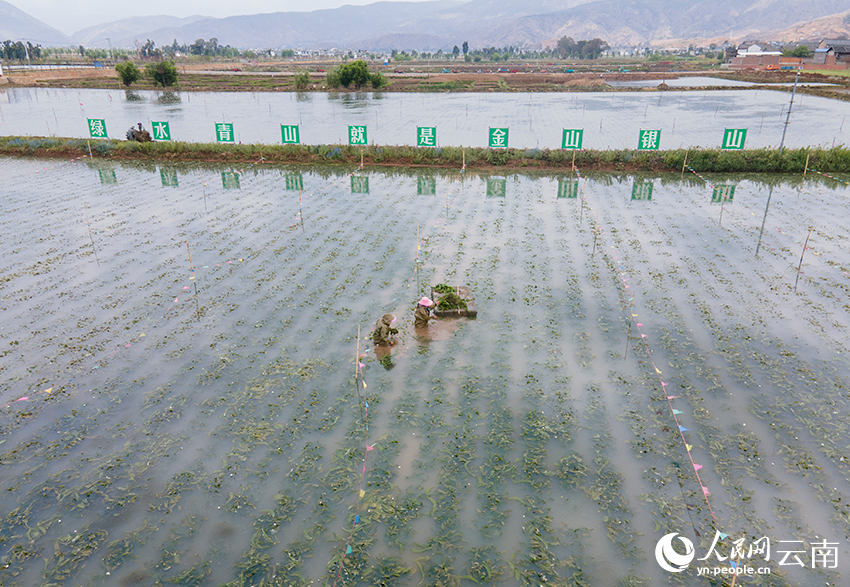 洱源縣右所鎮的農戶正在採摘人工種植的海菜花。人民網記者 符皓攝