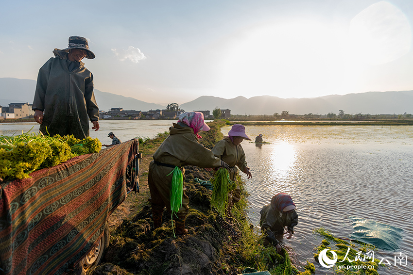 洱源县右所镇的农户正在采摘人工种植的海菜花。赵勇摄