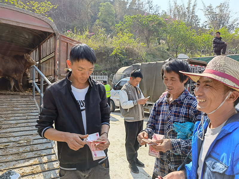 臨翔區大牲畜交易市場，買賣雙方正在清點貨款。