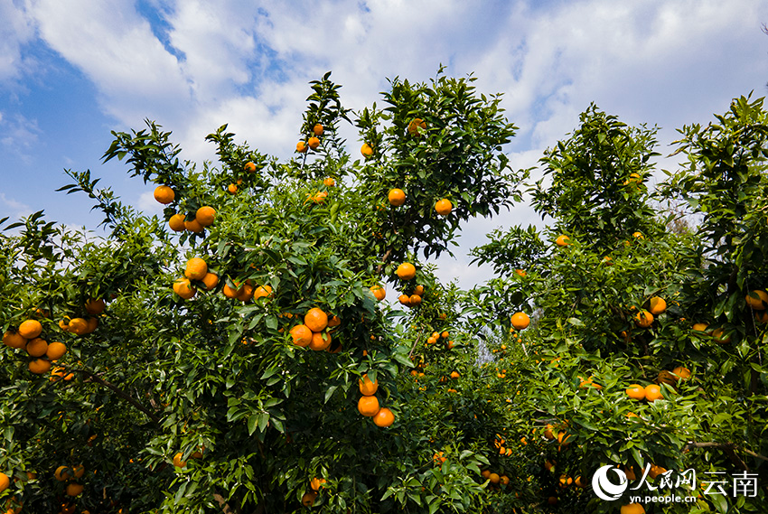 賓川縣的萬畝柑橘示范園。人民網記者 符皓攝