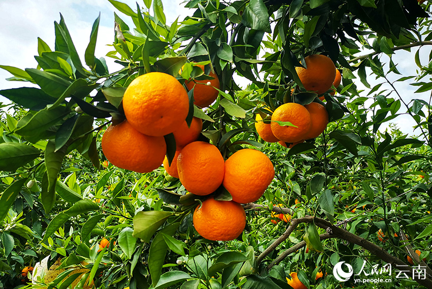 宾川县的万亩柑橘示范园。人民网记者 符皓摄