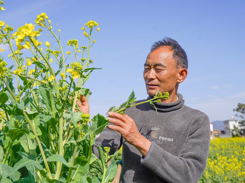 王曉華正在查看油菜長勢。張靜梅攝