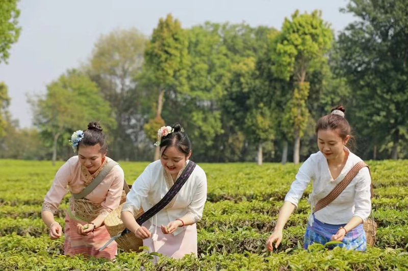 茶農採摘春茶。謝宇攝.jpg
