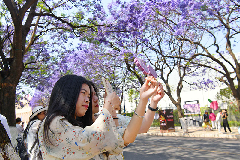 【圖1】2023年，教場中路藍花楹盛開吸引游客拍照打卡。昆明市五華區人民政府新聞辦供圖