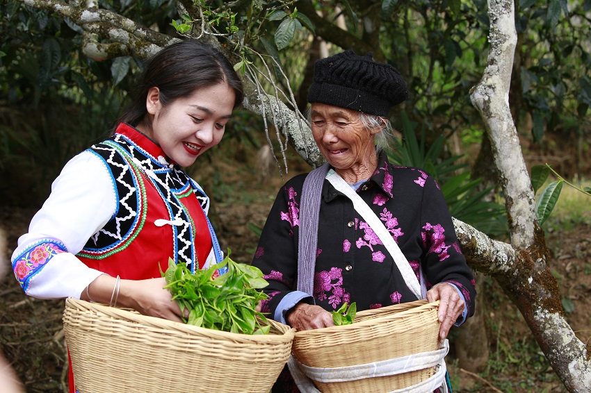 千家寨片区，茶农采茶忙。镇沅县融媒体中心供图