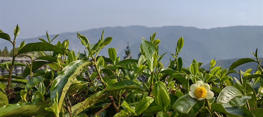 者东镇马邓村的茶园里，茶树已发新芽。镇沅县融媒体中心供图