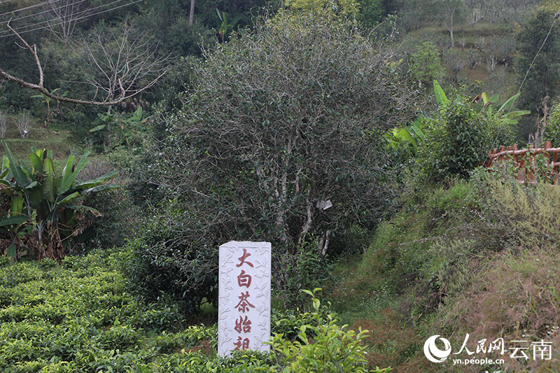 位于景谷县的大白茶始祖。梁颖摄
