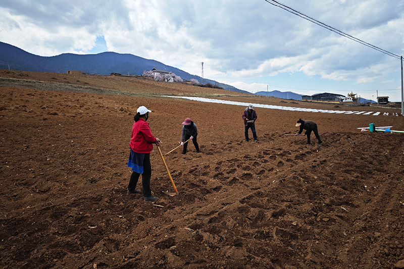 尼西乡村民在田间忙碌。