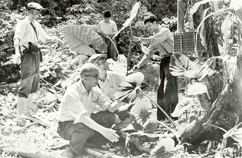 1974年，蔡希陶（前一）带领学生在热带雨林考察，许再富（右一）在观察植物生长状况。中国科学院西双版纳热带植物园供图