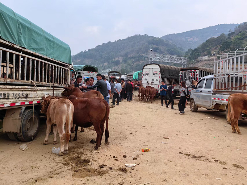 市場未建之前，當地群眾隻能就地進行大牲畜交易。