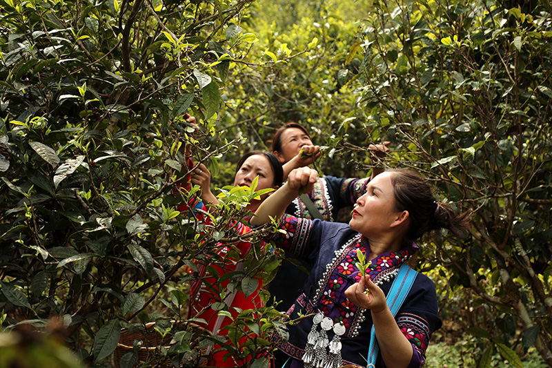 村民在採摘茶葉。楊廷榮攝