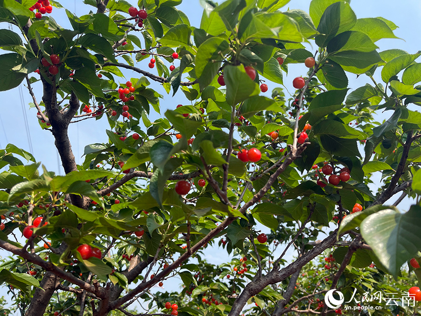 普省家的樱桃园里，樱桃已剩下不多。人民网记者 程浩摄