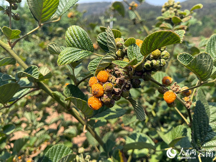 彭澤超家的樹莓採摘基地裡，黃泡綴滿枝頭。人民網記者 程浩攝