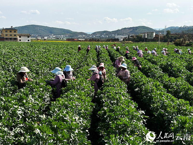 牟定共和镇军屯村的大粒蚕豆田里，戴着帽子的工人们正忙碌。人民网记者-刘怡摄