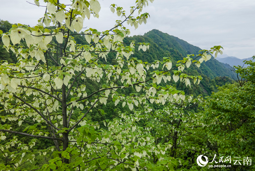 云南省昭通市大关县内生长的珙桐树。人民网记者 符皓摄