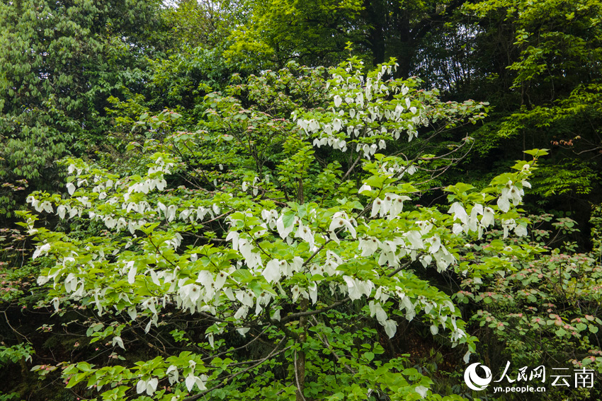 云南省昭通市大关县内生长的珙桐树。人民网记者 符皓摄