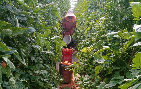农户忙着采收西红柿。景东县融媒体中心